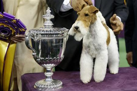 Sky, a Wire Fox Terrier breed, poses next to the trophy after winning the Best In Show at the 138th Westminster Kennel Club Dog Show at Madison Square Garden in New York, February 11, 2014. REUTERS/Shannon Stapleton