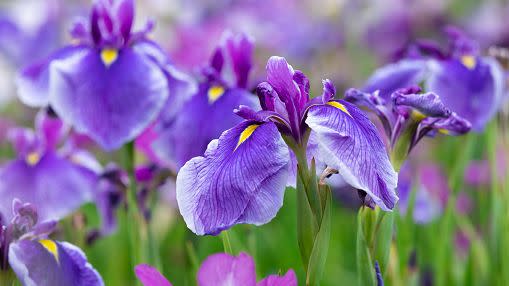 japanese irises in early summer