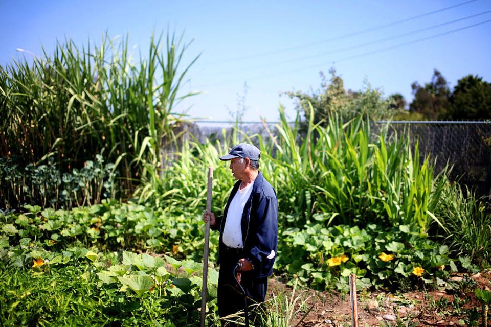 A Vietnamese man tends to his crops at a community garden in San Diego’s City Heights neighborhood. <a href="https://www.gettyimages.com/detail/news-photo/vietnamese-gardner-tend-to-his-crops-at-a-community-garden-news-photo/595290798?adppopup=true" rel="nofollow noopener" target="_blank" data-ylk="slk:Sandy Huffaker/Corbis via Getty Images;elm:context_link;itc:0;sec:content-canvas" class="link ">Sandy Huffaker/Corbis via Getty Images</a>