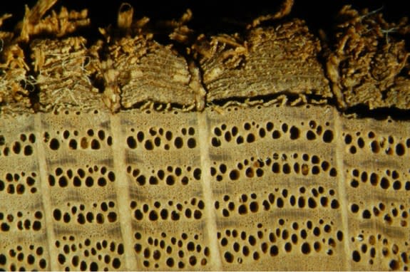 A microscopic view of four oak rings that were used to help reconstruct the weather of 1241 and 1242 in Eastern Europe, when the Mongols invaded Hungary and then abruptly retreated.