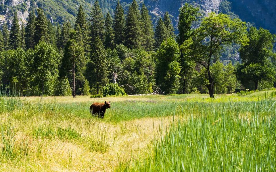 best america holidays national park california yosemite usa alternatives classics travel trip united states 2022 - Getty