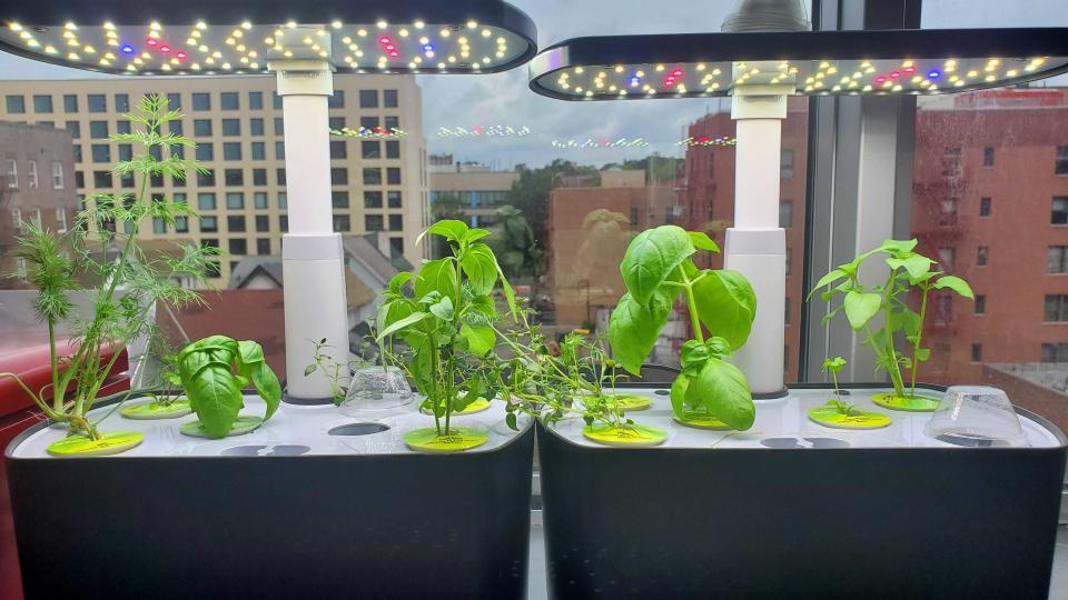 plants growing in AeroGarden Harvest