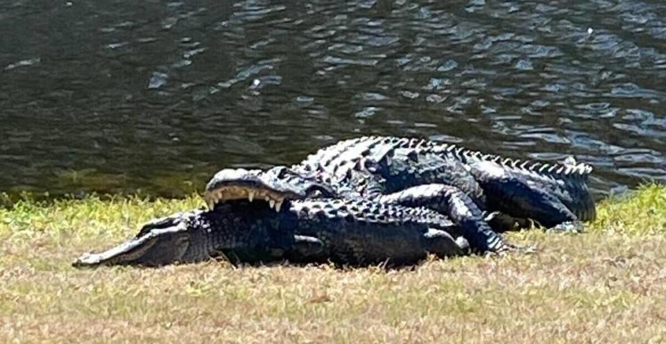 Palmetto Hall golf ranger Philip Schrader took this photo on Feb. 13, 2024, at the 10th hole of the Arthur Hills Golf Course in Palmetto Hall on Hilton Head Island.