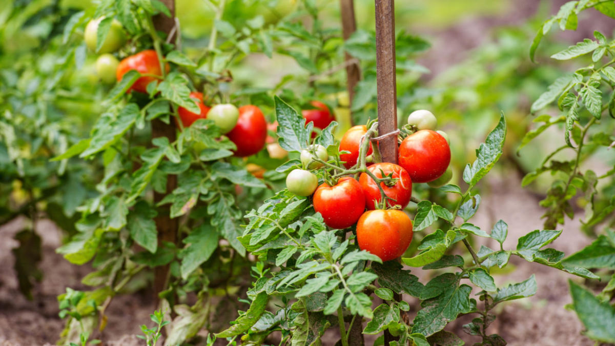 9 Companion Plants You Should Never Grow With Tomatoes (And 5 You Should)