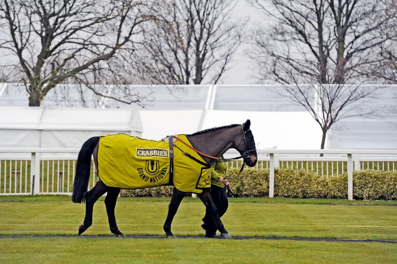 Grand National Festival 2016 at Aintree, Liverpool pictured Amberleigh House 2004 Grand National winner.