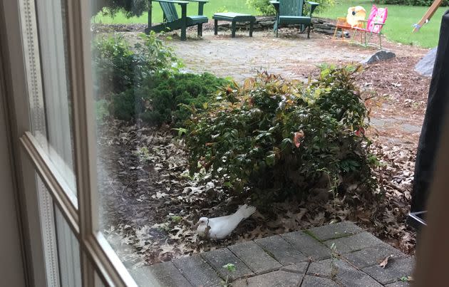 The white bird that hit Jessica's window days after her mother-in-law's passing. 