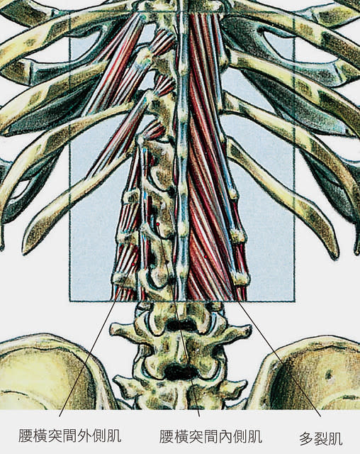 脊椎、肌肉示意圖1