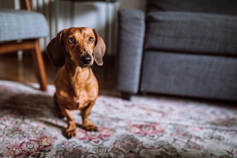 Dachshund