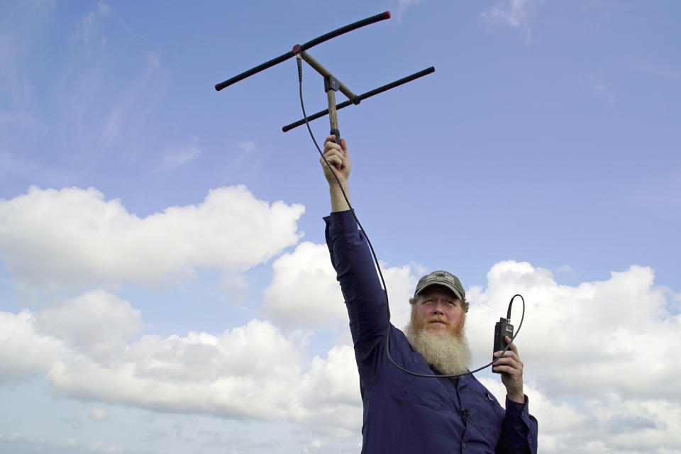 Joe Madison, a program manager with the U.S. Fish and Wildlife Service, uses a telemetry antenna to locate radio-collared red wolves on the Alligator River National Wildlife Refuge near Manns Harbor, N.C., on Thursday, April 6, 2023. "Based on the radio telemetry, there are six red wolves hunkered down in there," says Madison, motioning to a patch of brush between two cleared farm fields. That's roughly half of the world's total known wild red wolf population. (AP Photo/Allen G. Breed)