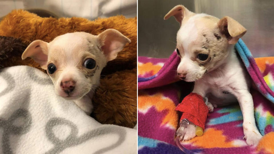 A tiny chihuahua puppy has miraculously survived being snatched by a hawk. Photo: Facebook/ Austin Animal Shelter