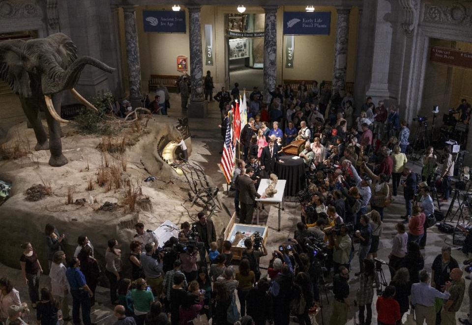 The fossilized bones of a Tyrannosaurus rex, center, are displayed for the media during a ceremony at the Smithsonian Museum of Natural History in Washington, Tuesday, April 15, 2014. The Tyrannosaurus rex is joining the dinosaur fossil collection on the National Mall on Tuesday after a more than 2,000-mile journey from Montana. For the first time since its dinosaur hall opened in 1911, the Smithsonian's National Museum of Natural History will have a nearly complete T. rex skeleton. FedEx is delivering the dinosaur bones in a truck carrying 16 carefully packed crates. (AP Photo/J. Scott Applewhite)