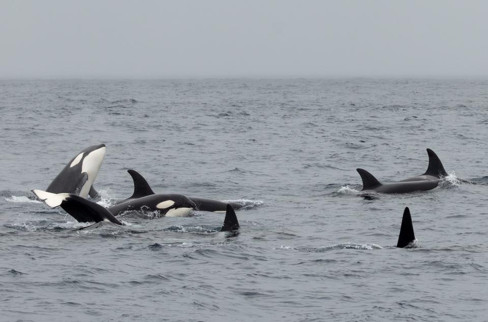 A group of killer whales in the ocean