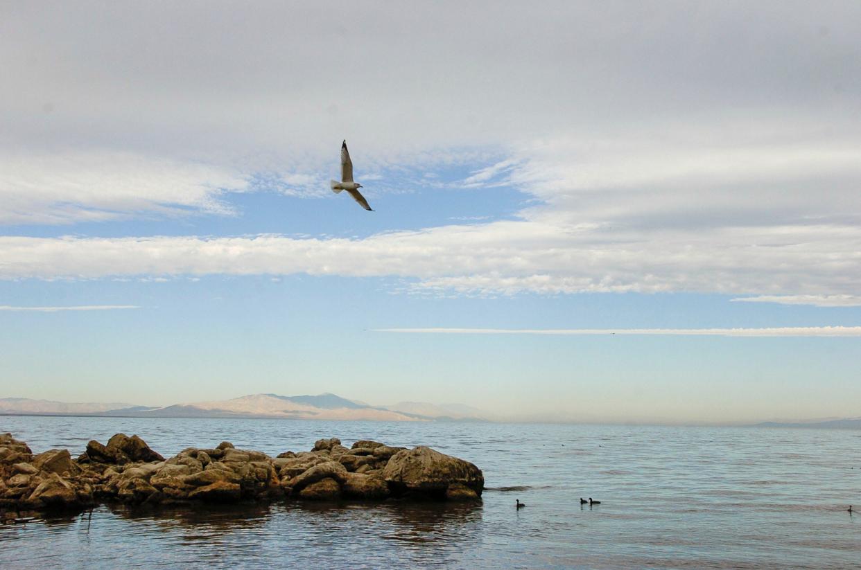 Several birds forage and fly near a rocky outcropping on the southern end of the Salton Sea in 2005.