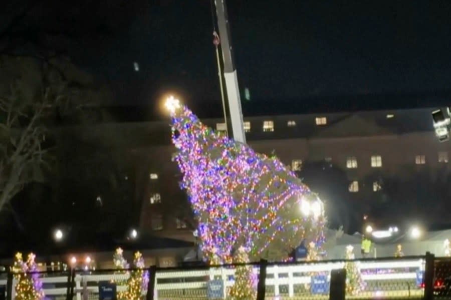 In this image made from video, the National Christmas Tree hangs from a crane in front of the White House as a crew works to lift it back up after it fell, Tuesday, Nov. 28, 2023, amid high winter winds. (AP Video)