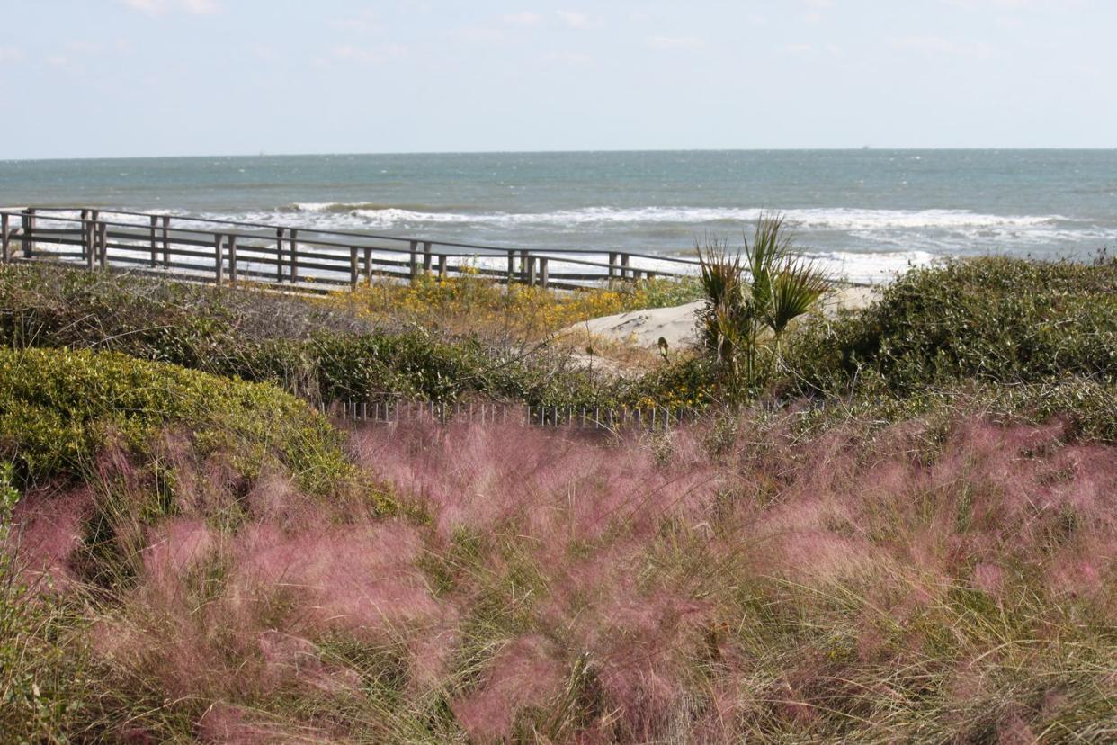 kiawah island, south carolina with pink seagrass in foreground and a boardwalk to the ocean