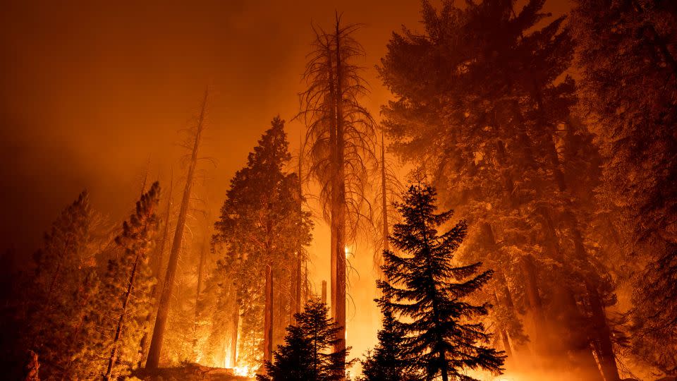 In this September 2021 photo, the Windy Fire blazes through the Long Meadow Grove of giant sequoia trees near the Trail of 100 Giants overnight in Sequoia National Forest. - David McNew/Getty Images