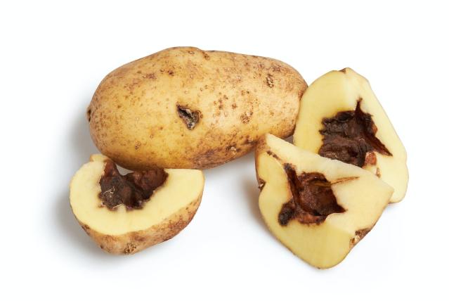 Fungal rot diseases like black foot can devastate potato crops. Shutterstock