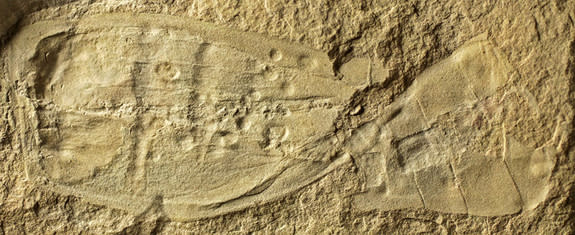 The distinct figure-8 shaped fossil of a vetulicolian, dating back 500 million years. The largest of these fossils measures about 4.9 inches (12.5 centimeters) in length. New vetulicolian fossils found on Kangaroo Island reveal a rod-like struc