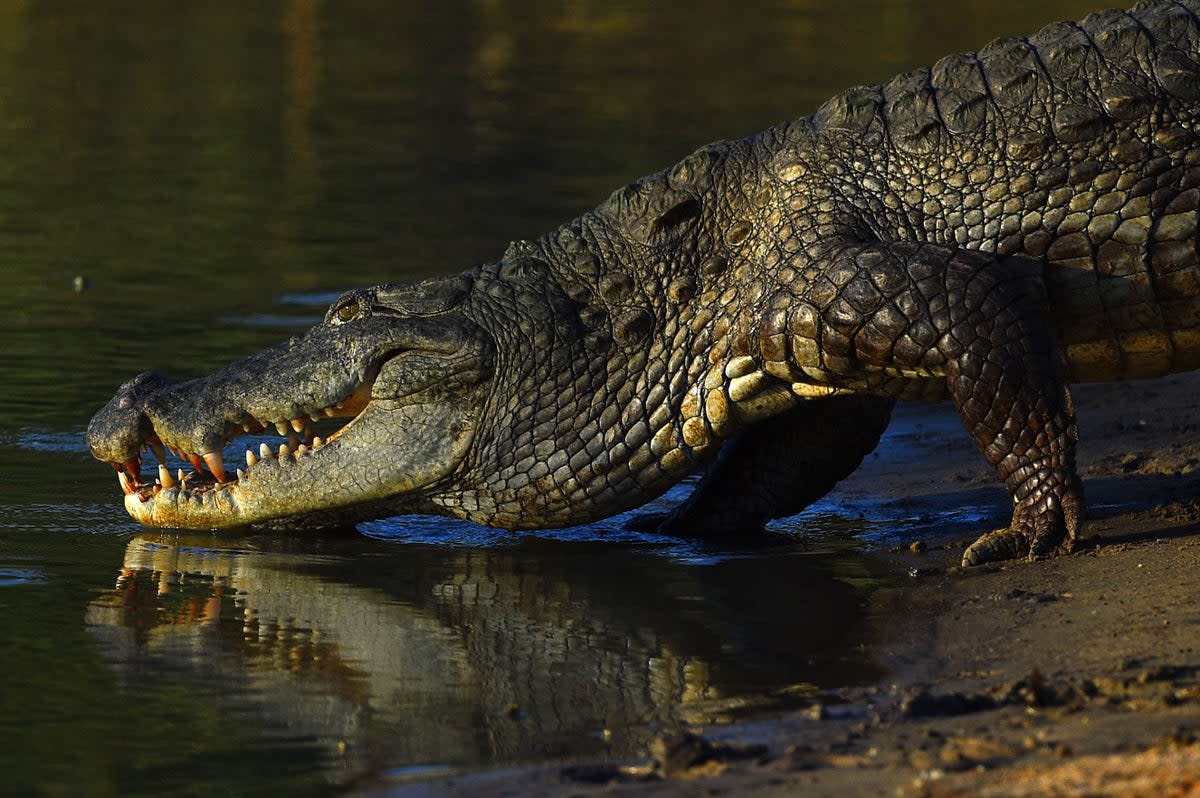 Representational image:  Man bites crocodile back to save himself in Australia  (AFP via Getty Images)