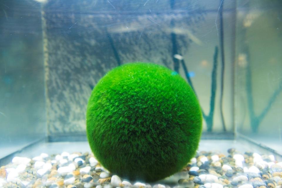 Marimo moss ball in tank of water