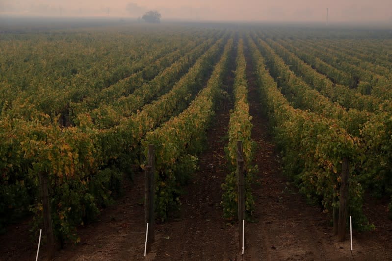 Rows of vines are seen under a smoke-filled sky as the Kincade fire continues to burn in Geyserville, California