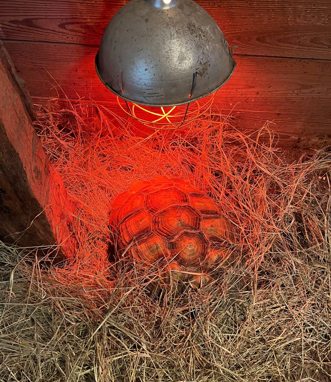 A photo of Hoss inside a Hico barn under a heat lamp on a bed of straw.