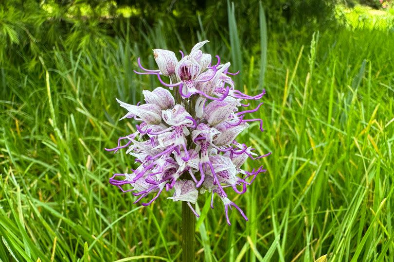 A rare orchid with flowers resembling naked men has been found at St John's College, Cambridge