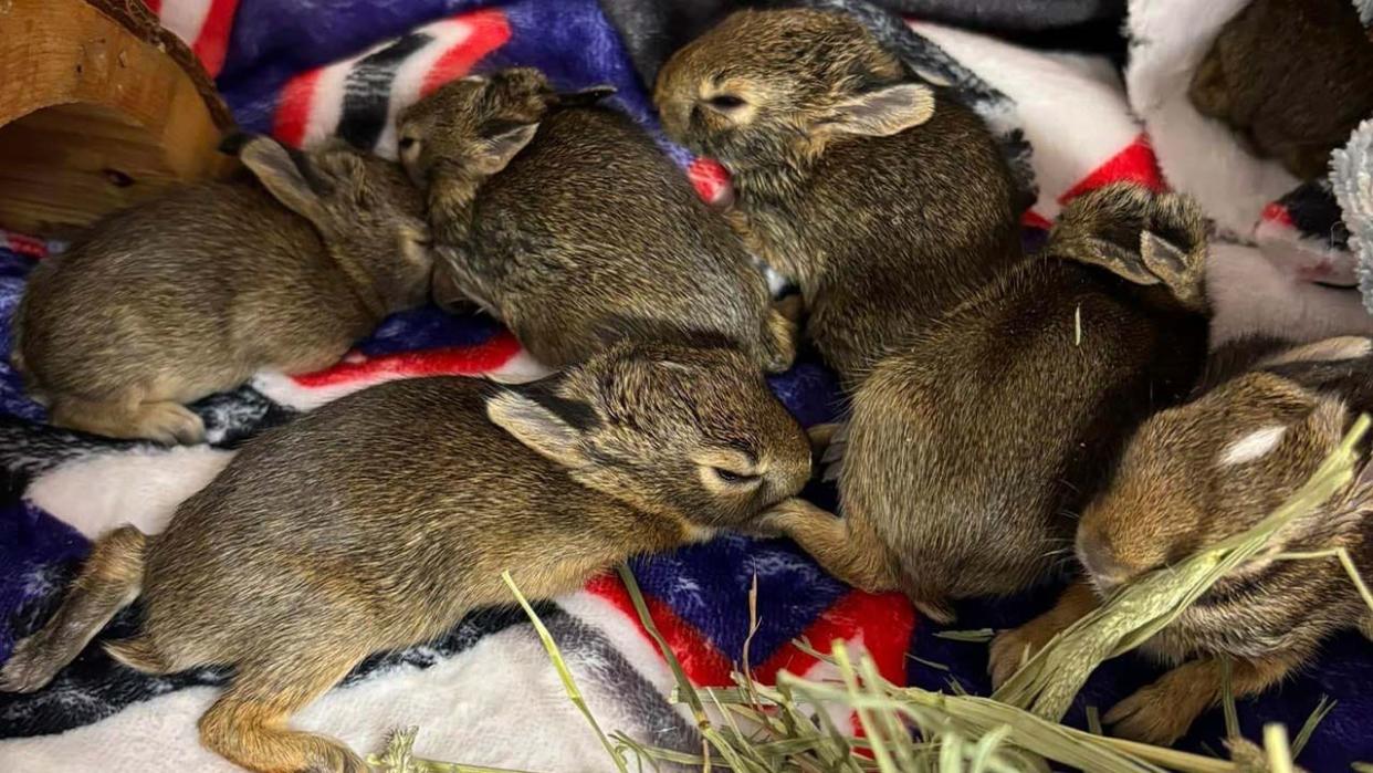 <div>Baby bunnies found in plastic bag in Macomb Township.</div>
