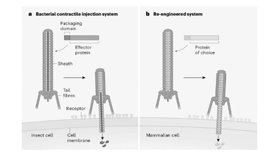 <div class="inline-image__caption"><p>To develop the syringe, the researchers utilized AlphaFold, the powerful AI program from Google used to predict suitable protein structures. They then identified <em>Photorhabdus—</em>which typically targets insect cells—and re-engineered it in order to inject proteins into human cells in petri dishes.</p></div> <div class="inline-image__credit">Kreitz et al. / Nature</div>