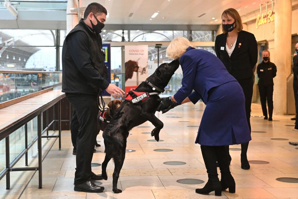 <p>The Duchess of Cornwall attended a demonstration by the charity Medical Detection Dogs to see how their dogs have been trained to detect COVID-19.</p>