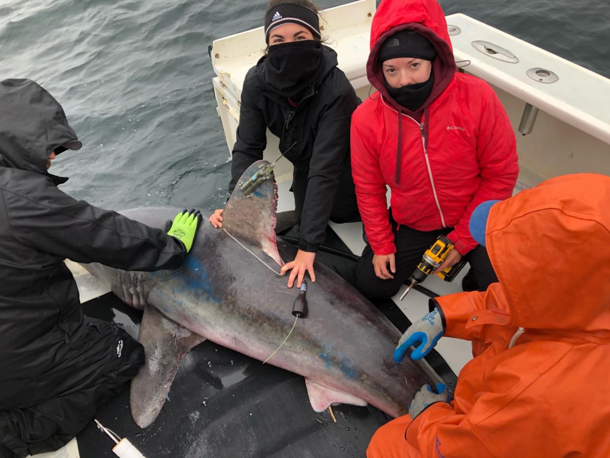 The researchers tagging a porbeagle shark. Left Beckah Campbell and centre, Brooke Anderson 