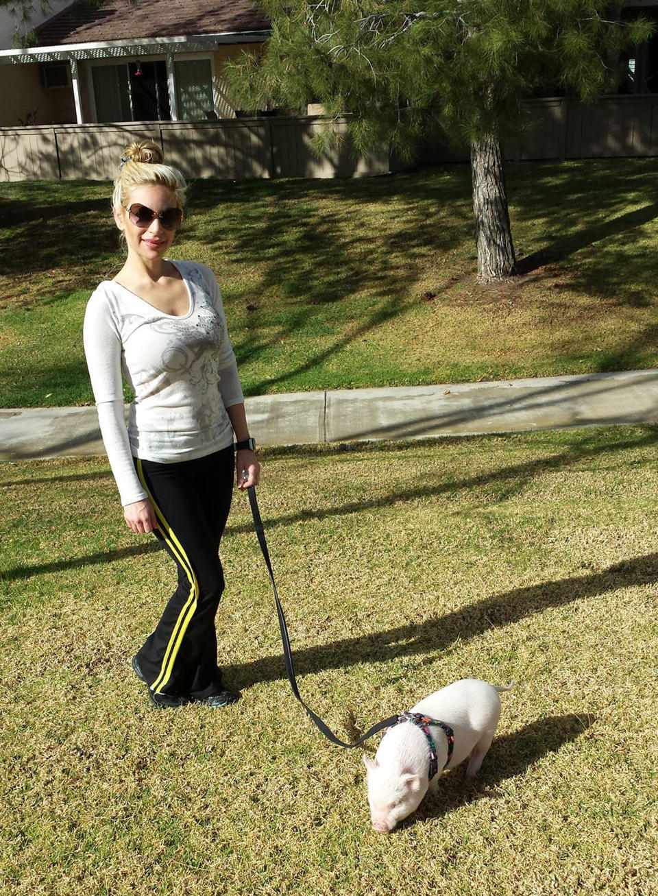 Marcela believed she was buying a tiny mini-pig that would grow to be a maximum of 18kg, but he grew to a whopping 114kg. Source: Marcela Iglesias/Caters News