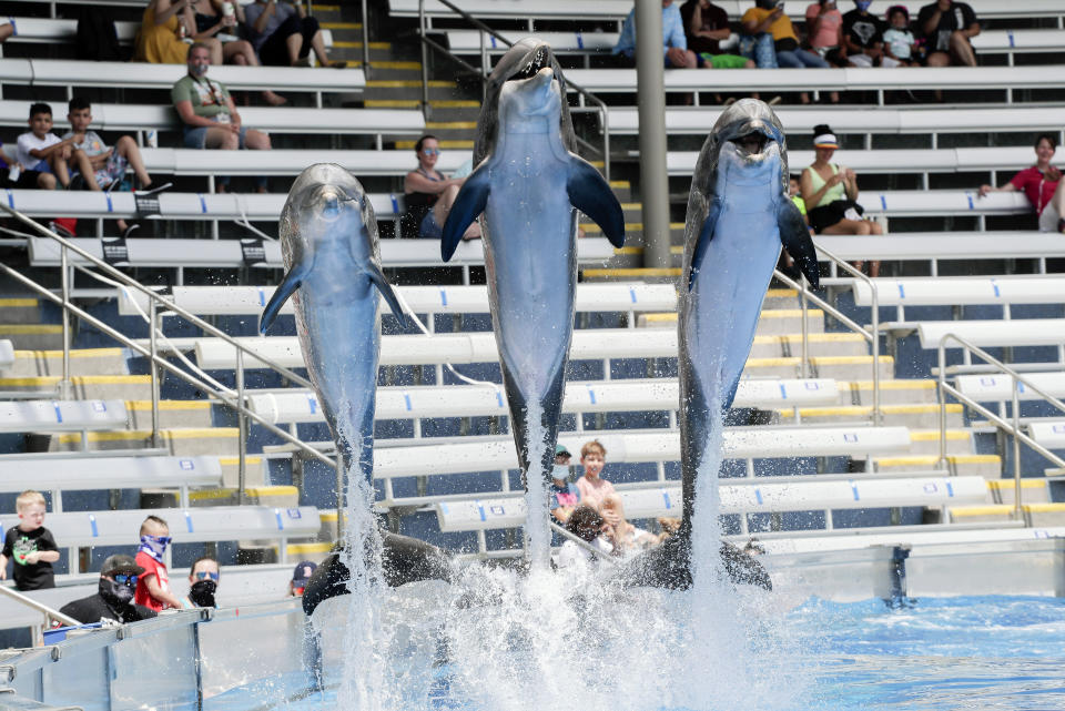 Guests watch as dolphins leap from the water during a show at SeaWorld as it reopened with new safety measures in place=, Thursday, June 11, 2020, in Orlando, Fla. The park had been closed since mid-March to stop the spread of the coronavirus. (AP Photo/John Raoux)