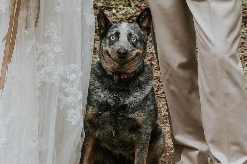 ▲主人與愛犬合拍婚紗，牠露職業尬笑，眾人見照片笑噴。（圖／Instagram：sarahpukinphotography）