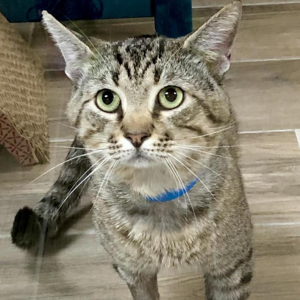 If you’ve been looking for an affectionate and calm tabby boy, Arthur’s your guy. He’s happy and healthy, although he is FIV+. But that doesn’t stop him from loving head and neck scratches. Come meet Arthur at SPCA Florida by making an appointment at www.spcaflorida.org/appointment.