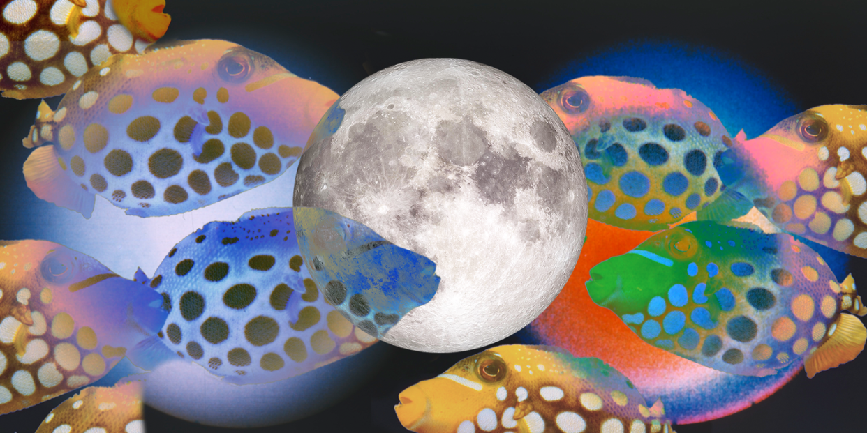 a full moon surrounded by fish