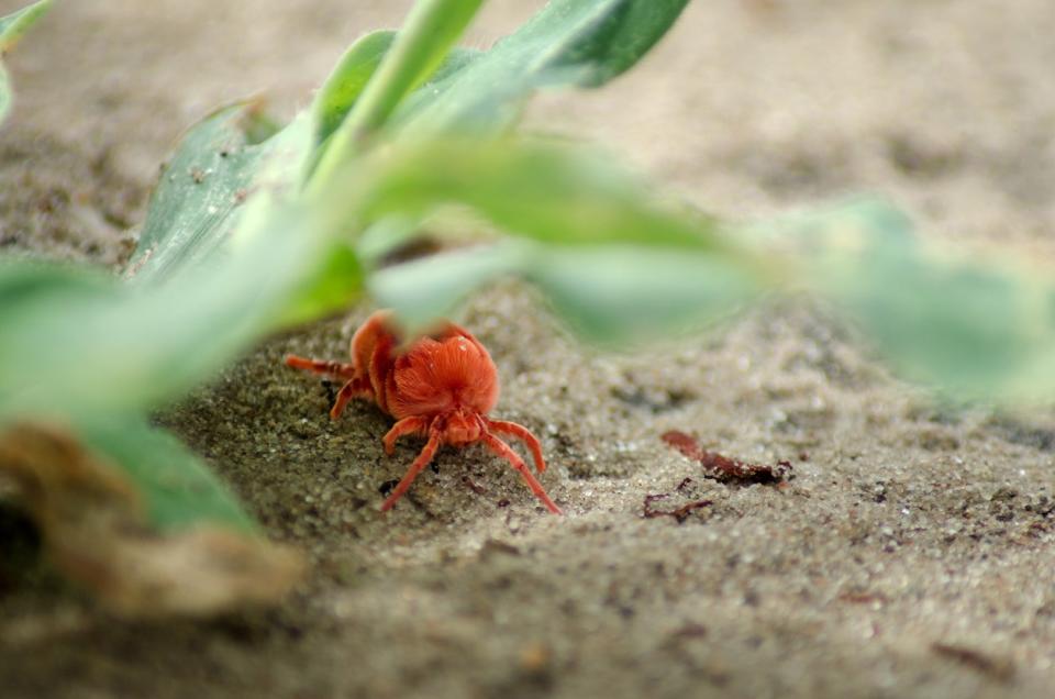 Red Clover Mite crawling on dirt near a plant. 