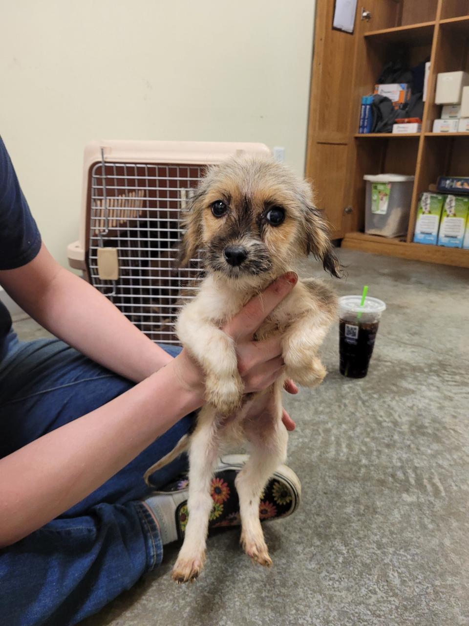 Over 170 dogs and 27 other animals were rescued by Pennsylvania SPCA from Effort home in Monroe County on July 14, 2023.