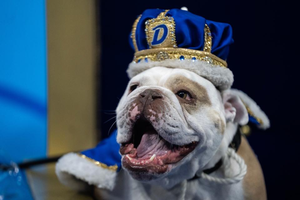 Patch, a bulldog from Johnston, is named the 2023 Beautiful Bulldog Contest winner in the Knapp Center at Drake University.