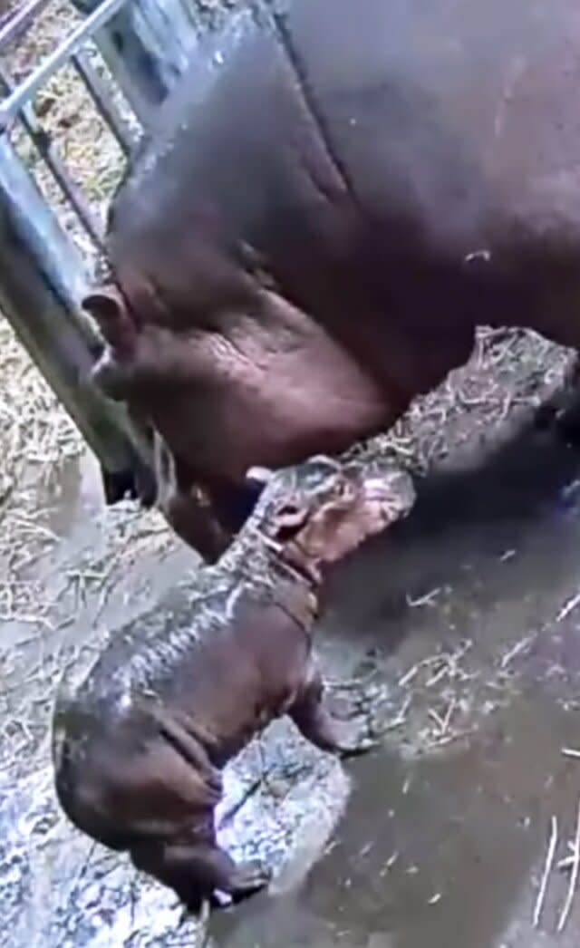 cincinnati zoo hippos