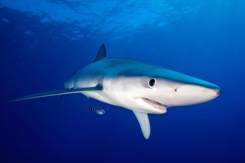 Photo © James R.D. Scott / Getty Images. This blue shark is one of about 270 species of ground sharks, a group of sharks that also includes hammerhead sharks.
