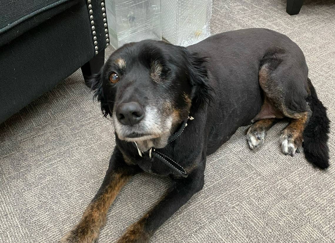 Annabel, 13, is a community outreach dog with one eye at the Humane Society of North Texas. She teaches children in school how to treat pets.