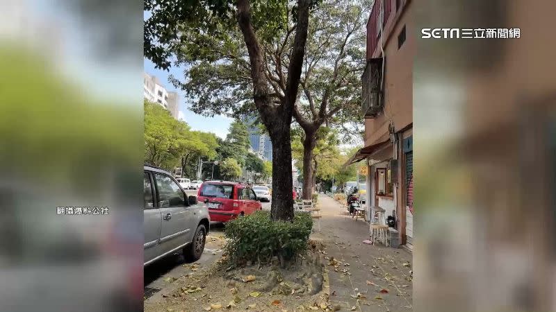 人行道上滿地落葉，有網友表示這種樹不適合種在人行道上。（圖／翻攝自爆料公社）