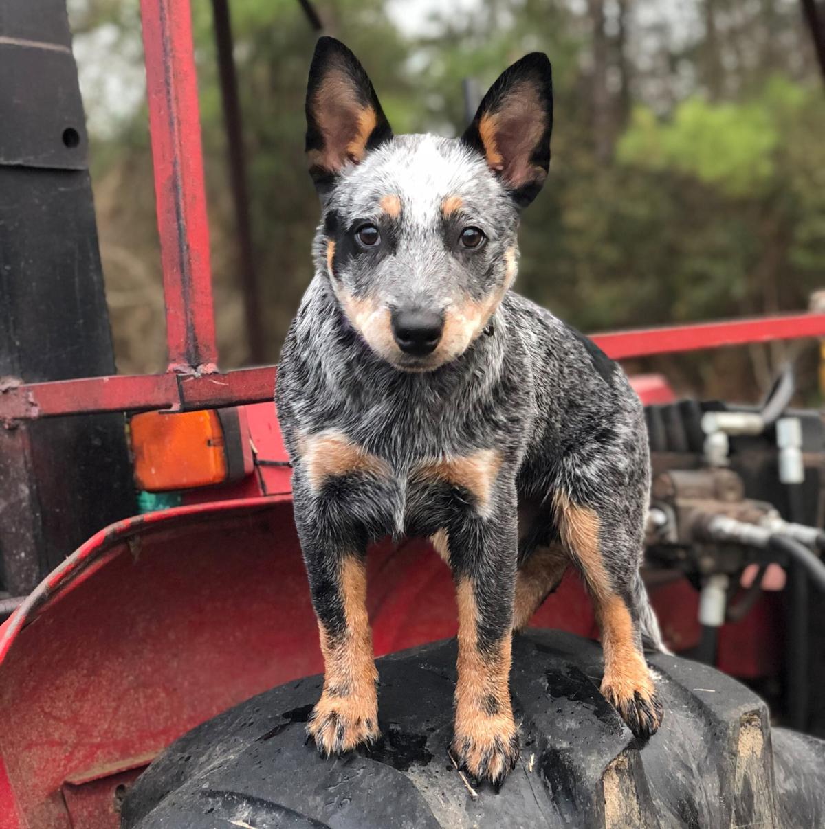 what to do in australia with cattle dogs