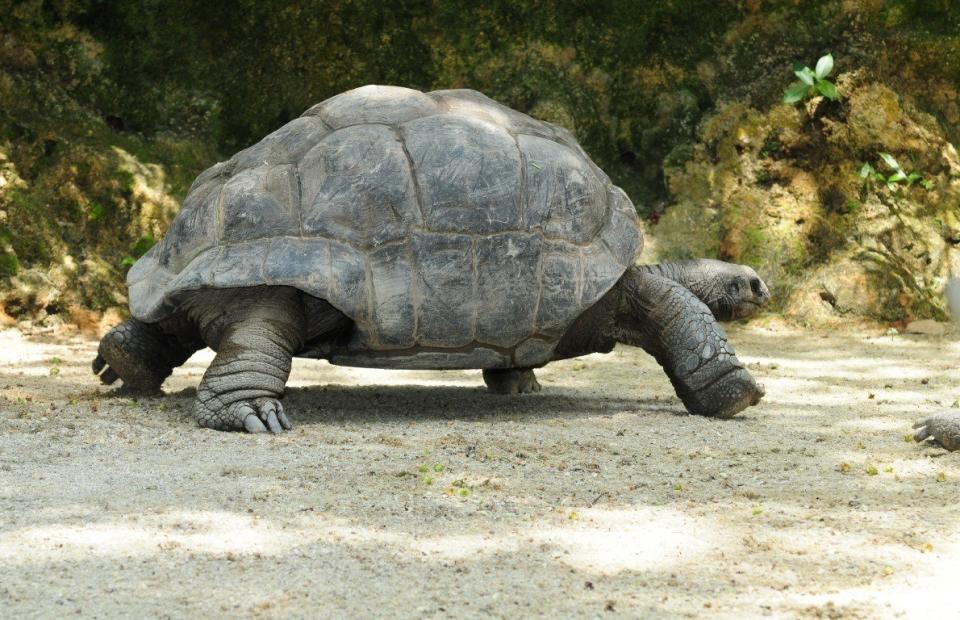 <p><span>The average lifespan of Galapagos tortoises is estimated to be at least 100 years, but records show that some have lived up to 200 years. According to research by the </span><a href="https://www.geol.umd.edu/~jmerck/galsite/research/projects/metcalfe/landtortoises.html" rel="nofollow noopener" target="_blank" data-ylk="slk:University of Maryland;elm:context_link;itc:0;sec:content-canvas" class="link "><b><span>University of Maryland</span></b></a><span>, tortoises can live so long because they have <b>slow metabolisms</b>. </span></p><p><span>The animals are herbivores that eat <b><a href="https://www.thedailymeal.com/free-tagging-cuisine/fruit-juice" rel="nofollow noopener" target="_blank" data-ylk="slk:fruit;elm:context_link;itc:0;sec:content-canvas" class="link ">fruit</a></b>, flowers, leaves, grass, and <b><a href="https://www.thedailymeal.com/best-recipes/prickly-pear" rel="nofollow noopener" target="_blank" data-ylk="slk:prickly pear;elm:context_link;itc:0;sec:content-canvas" class="link ">prickly pear</a></b> cactus, according to the </span><a href="http://animals.sandiegozoo.org/animals/galapagos-tortoise" rel="nofollow noopener" target="_blank" data-ylk="slk:San Diego Zoo;elm:context_link;itc:0;sec:content-canvas" class="link "><b><span>San Diego Zoo</span></b></a><span>. Since tortoises can store food and water so well, they can live up to a year without eating or drinking. </span></p>