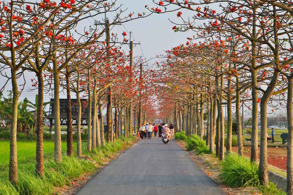 林初埤木棉花道(Photo Credit: Uming Photography @Flickr, License: CC BY-SA 2.0，圖片來源：https://www.flickr.com/photos/112021935@N07/28973823644)