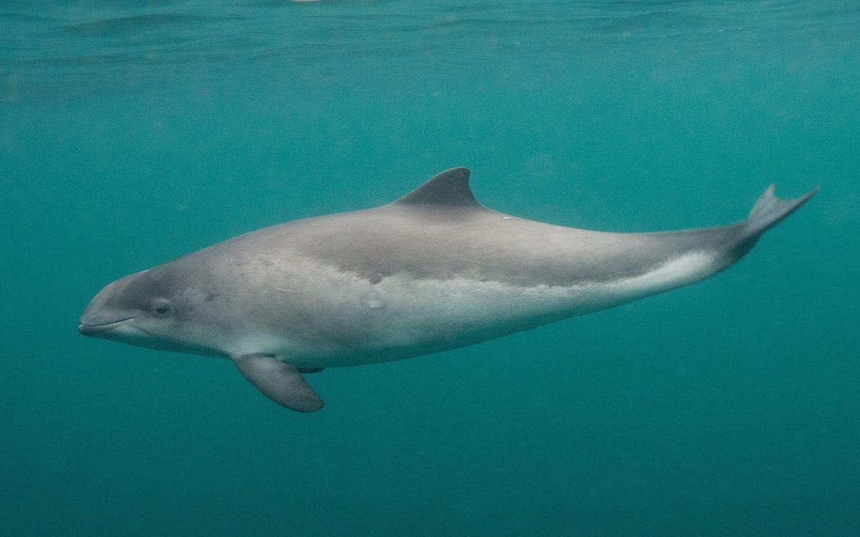 Porpoise - Nature Picture Library / Alamy Stock Photo