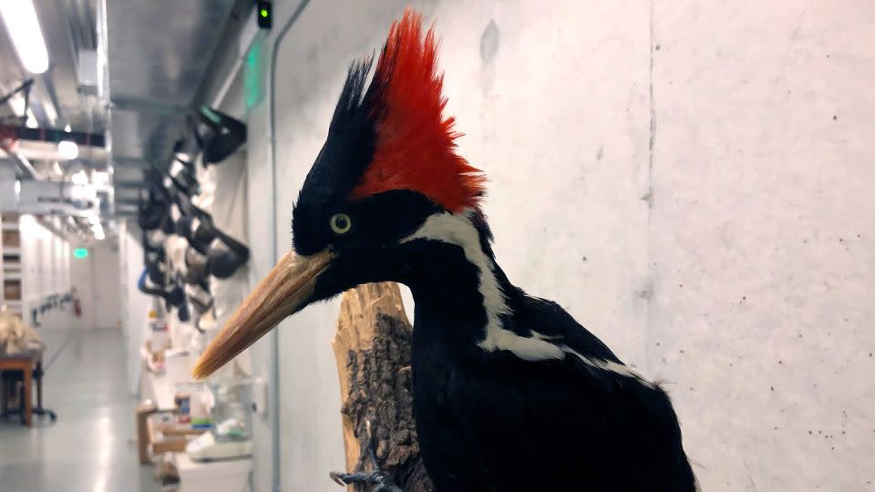 An ivory-billed woodpecker specimen on display at the California Academy of Sciences in 2021. - Haven Daley/AP/File