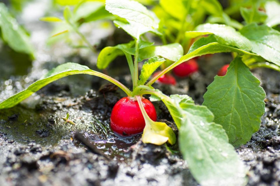 Fresh organic red radish with leaves growing