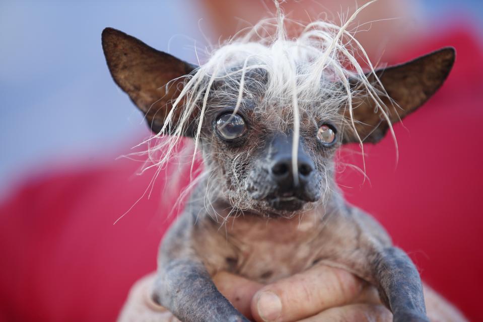 Peanut, el perro más feo del mundo